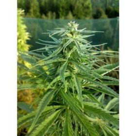Parvati Regular Seeds Parvati Regular Seeds