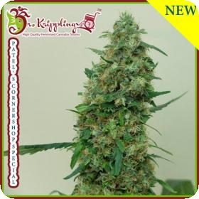 Patelamp39s Cornershop Surprise Feminised Cannabis Seeds Dr Krippling Cannabis Seeds 0