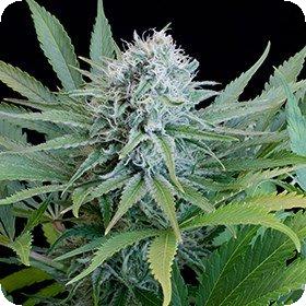 Peach Puree CBD Feminised Seeds Peach Puree CBD Feminised Seeds