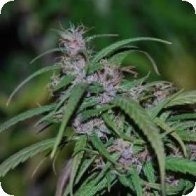 Purple Haze x Malawi Feminised Seeds Purple Haze x Malawi Feminised Seeds