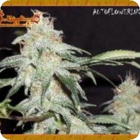 Pickled Diesel Auto Feminised Seeds Pickled Diesel Auto Feminised Seeds