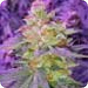 Pina Rita Regular Seeds