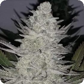 Pineapple Dynamite Jpg