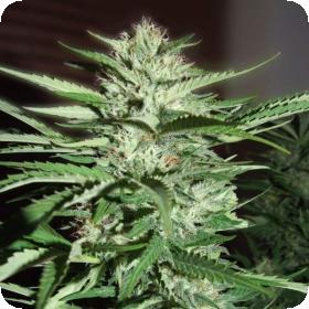 Pineapple Express Feminised Seeds