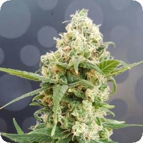 Pineapple AUTO Feminised Seeds Pineapple AUTO Feminised Seeds