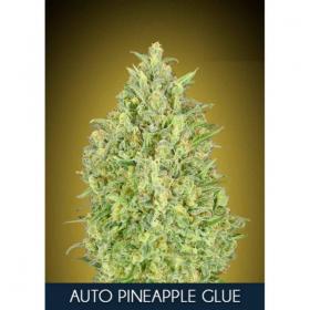 Pineapple  Glue  Auto  Feminised  Cannabis  Seeds  Advanced  Cannabis  Seeds 0