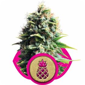 Pineapple Kush Feminised Seeds Pineapple Kush Feminised Seeds