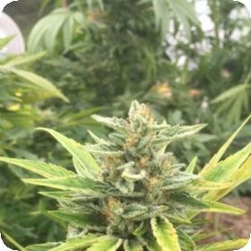 Pineapple Mayhem Regular Seeds Pineapple Mayhem Regular Seeds