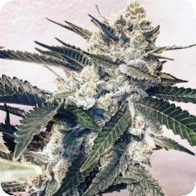 Pink Animal Crackers Regular Seeds Pink Animal Crackers Regular Seeds