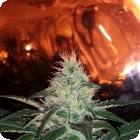 Pink Bubble Gum Regular Seeds Pink Bubble Gum Regular Seeds