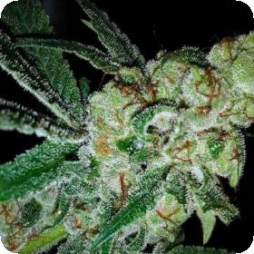 Pink Gorilla Regular Seeds Pink Gorilla Regular Seeds