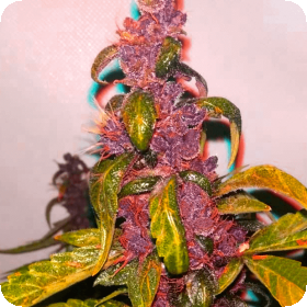 Pink Kush CBD 30:1 Auto Feminised Seeds Pink Kush CBD 30:1 Auto Feminised Seeds