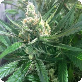 Pink Lemon-Aid Regular Seeds Pink Lemon-Aid Regular Seeds