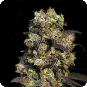 Pink Plant Feminised Seeds