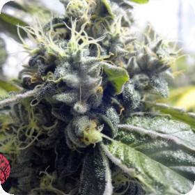 Platinum Valley Feminised Seeds