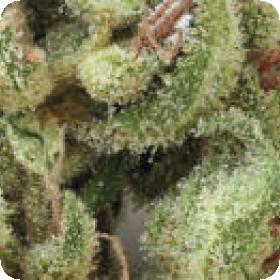 Point of No Return Regular Seeds Point of No Return Regular Seeds