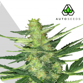 Polar Express Auto Feminised Seeds Polar Express Auto Feminised Seeds