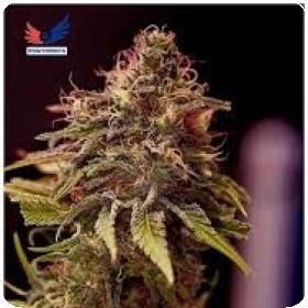 Pinky Blinders Regular Seeds (Limited Edition) Pinky Blinders Regular Seeds (Limited Edition)