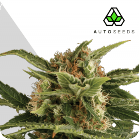 Pounder Auto Feminised Seeds Pounder Auto Feminised Seeds
