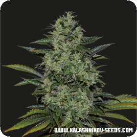 Power Russian Feminised Seeds Power Russian Feminised Seeds