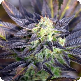 Pretty Wicked Regular Seeds Pretty Wicked Regular Seeds