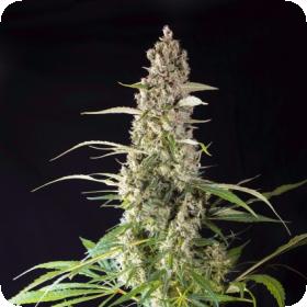 Prima Holandica Regular Cannabis Seeds Super Sativa Seed Club 0