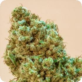 Princess Haze Regular Seeds Princess Haze Regular Seeds