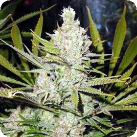 The Cure Regular Seeds The Cure Regular Seeds