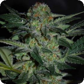 High Tension Feminised Seeds