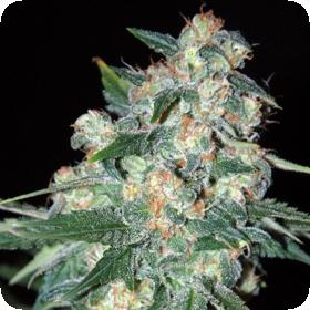 Ketama Feminised Seeds