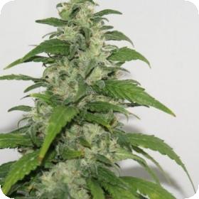 Yummy Feminised Seeds Yummy Feminised Seeds