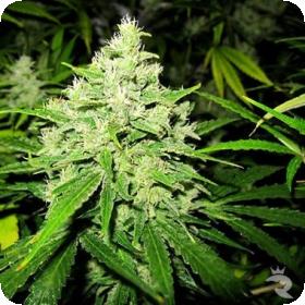 Prozack Feminised Seeds Prozack Feminised Seeds