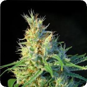 Psicodelicia Feminised Seeds Psicodelicia Feminised Seeds