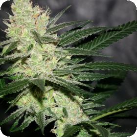 Pucker Punch Regular Seeds Pucker Punch Regular Seeds