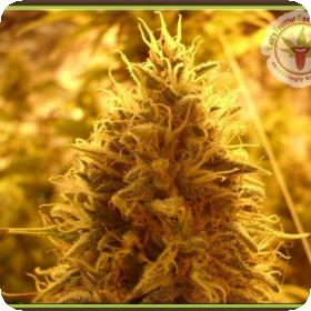 Puff Puff Pass Out Feminised Seeds Puff Puff Pass Out Feminised Seeds