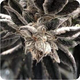 Punch The Cake Feminised Seeds Punch The Cake Feminised Seeds