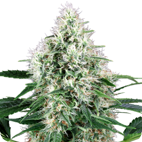Pure Power Plant Autoflowering Jpg