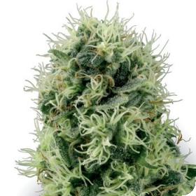 Pure Power Plant Feminised Seeds Pure Power Plant Feminised Seeds