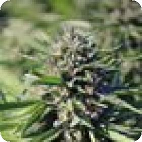 Purgatory Regular Seeds