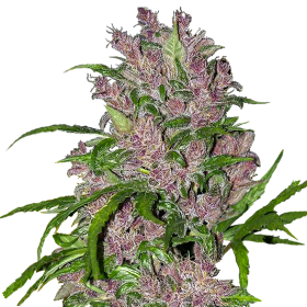 Purple Bud Autoflowering Jpg