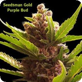 Purple Bud Regular Seeds