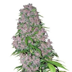 Purple Bud Feminised Seeds Purple Bud Feminised Seeds