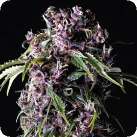 Purple Feminised Seeds Purple Feminised Seeds