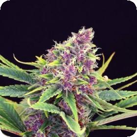 Purple Kush Feminised Seeds Purple Kush Feminised Seeds