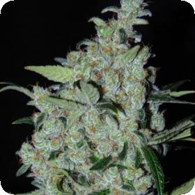 Purple Mexican Feminised Seeds Purple Mexican Feminised Seeds