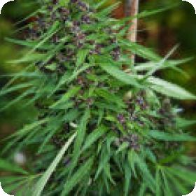 Purple Paro Valley Feminised Seeds Purple Paro Valley Feminised Seeds