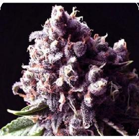 Purple Pinecone Feminised Seeds