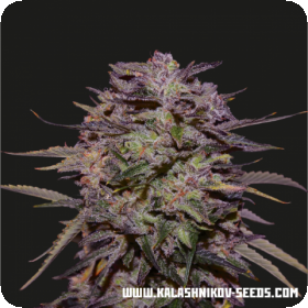 Purple Russian Express Feminised Seeds Purple Russian Express Feminised Seeds