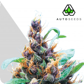 Purple Stilton Auto Feminised Seeds Purple Stilton Auto Feminised Seeds