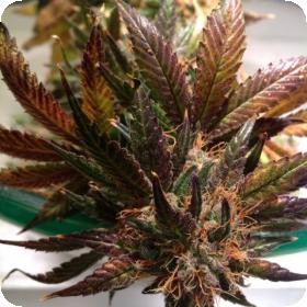Purple Strawberry Bliss Feminised Seeds Purple Strawberry Bliss Feminised Seeds